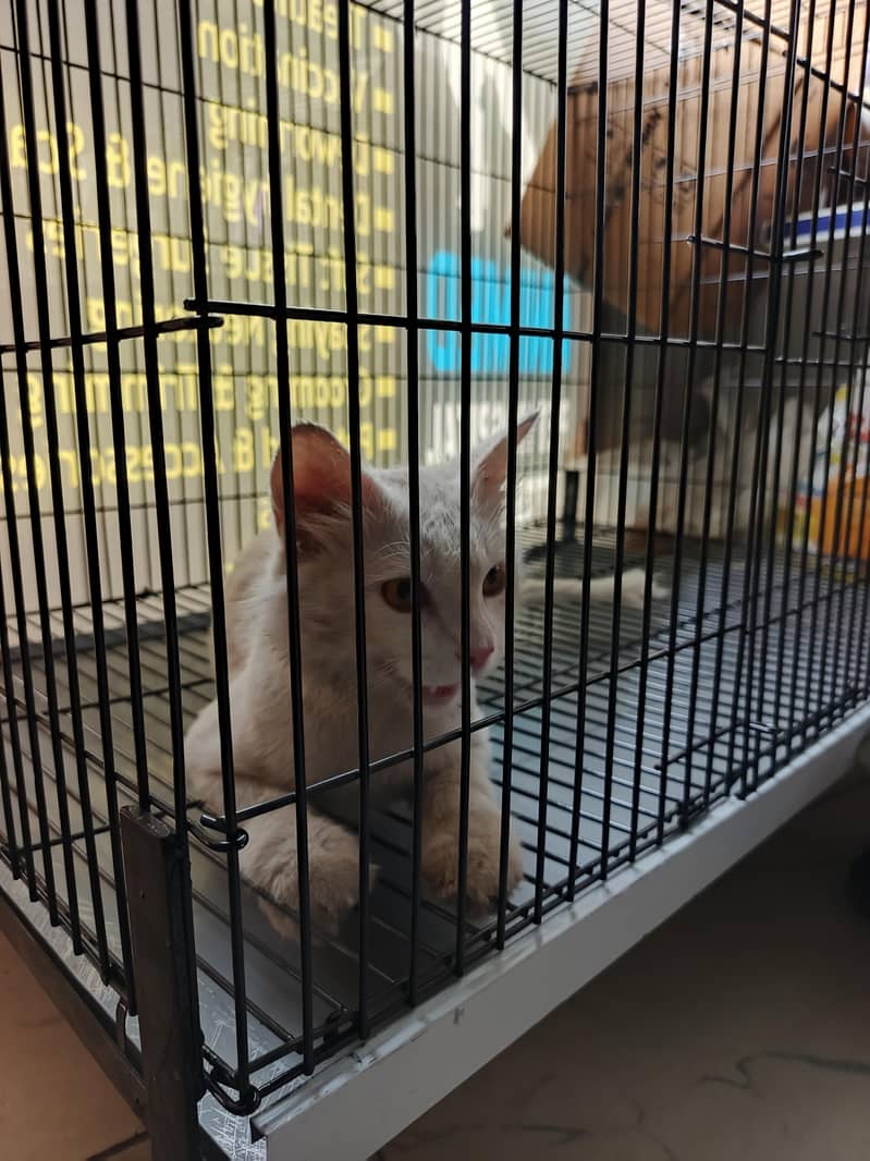 persian cat 1