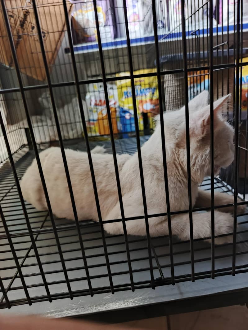 persian cat 2