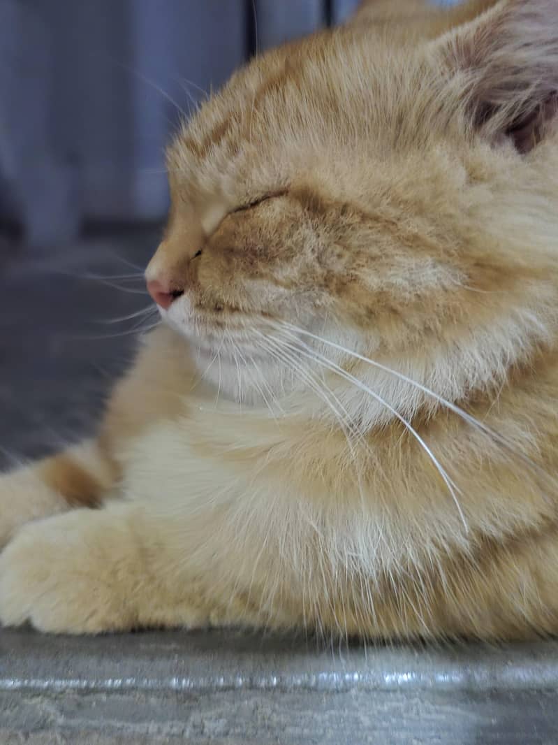 Persian Cat 0