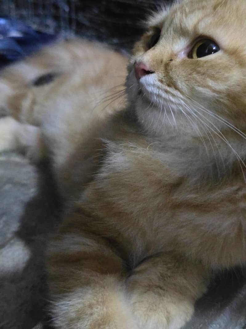 Persian Cat 1