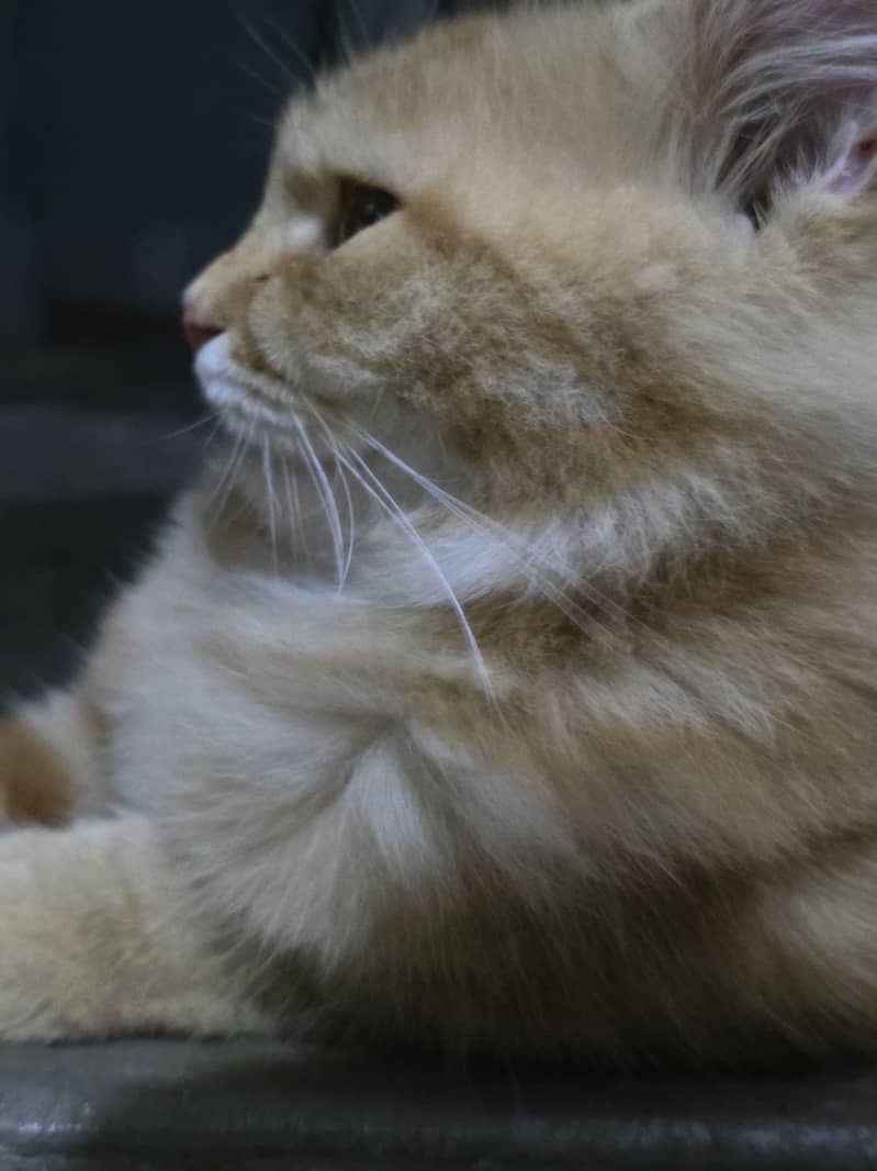 Persian Cat 2