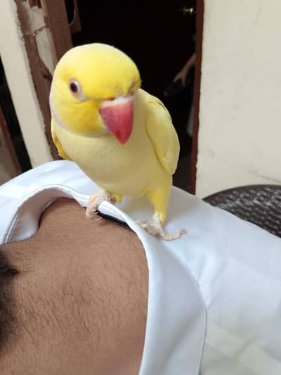 yellow ringneck