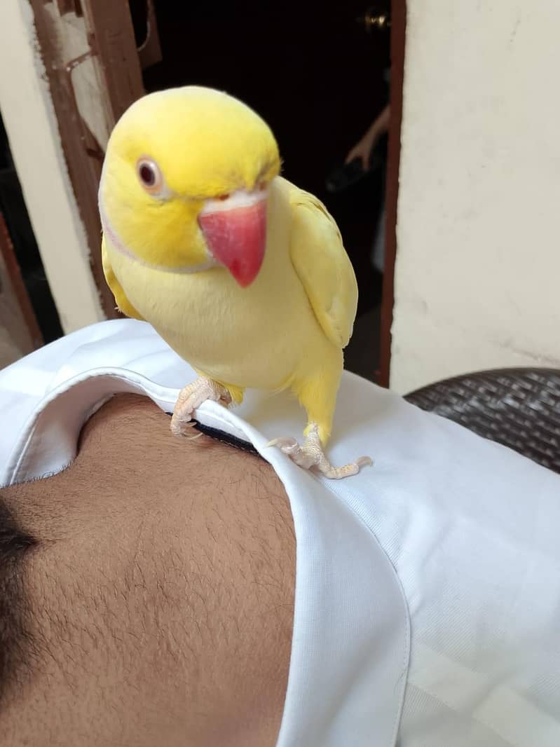 yellow ringneck 0