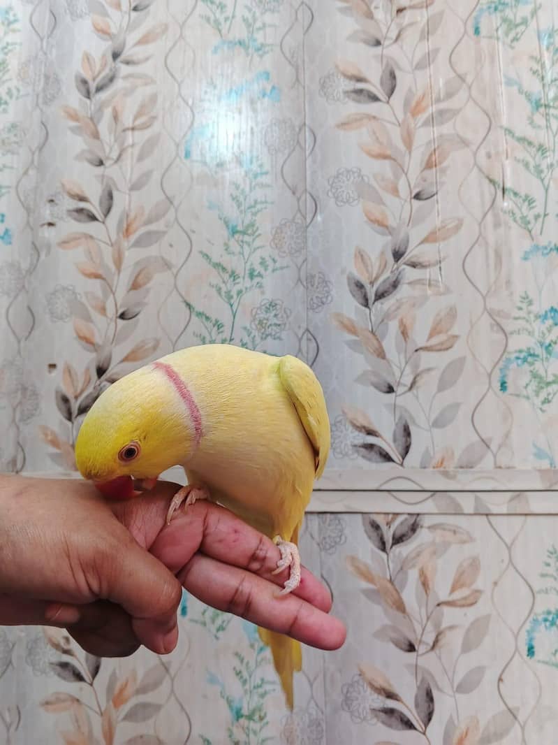 yellow ringneck 1
