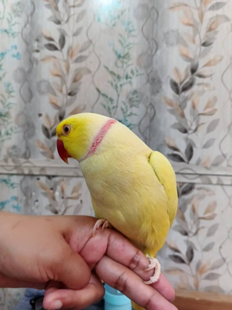 yellow ringneck 2