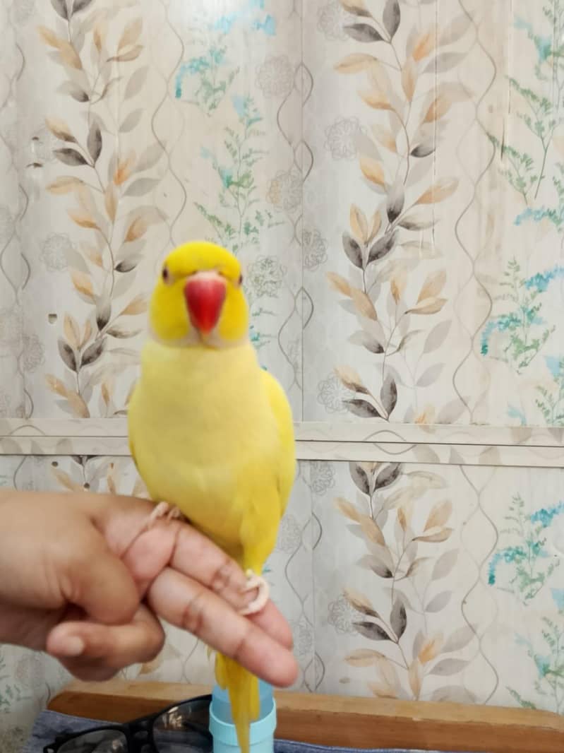 yellow ringneck 3