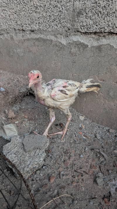 Quality aseel chicks