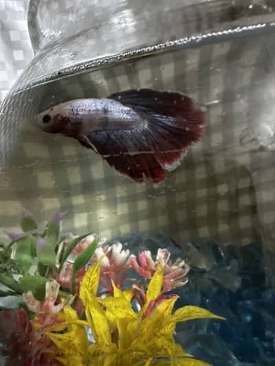 Betta fish pair for sale