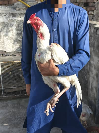 Heera Aseel murga for sale
