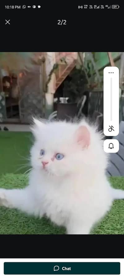 Persian cat for sale my WhatsApp number  03703659905