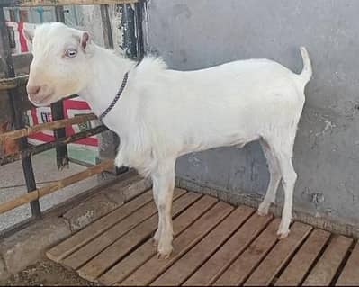 1 quality breeder fresh 4 dant tedda in rwp,mohallahrajasultan
