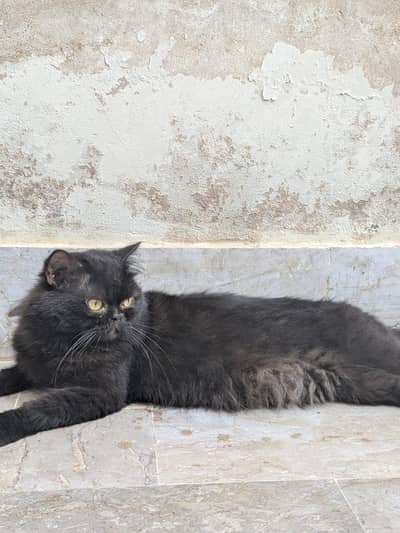 black Persian cat