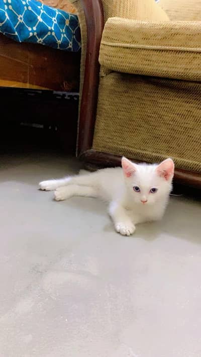 kittens