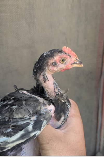 Aseel bangam chicks available for sell