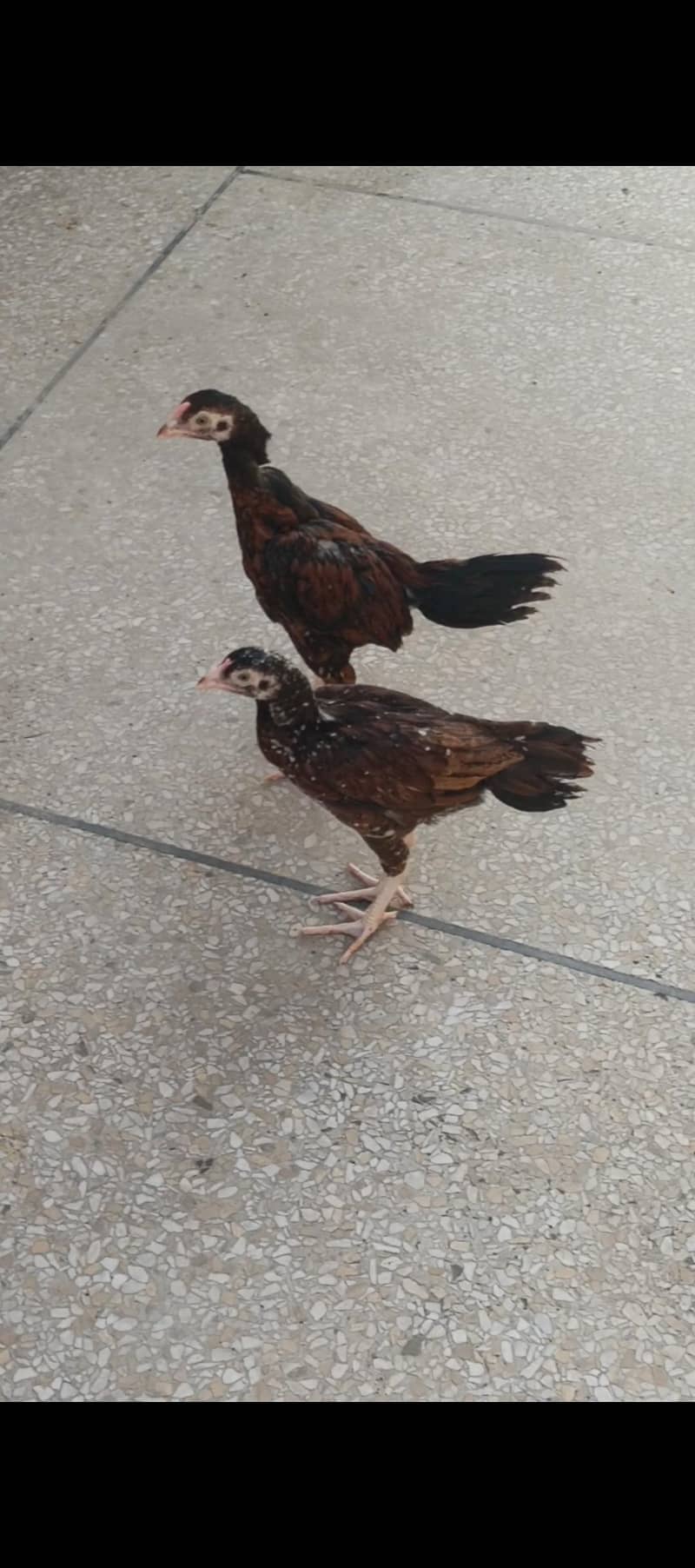 Amroha pathay pair 0