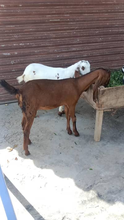 nagri pure females urgent sale