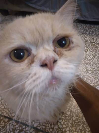 Only Serious buyers who can handle or needy person for pure breed