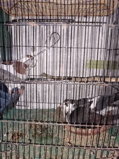 2 pair flying good breading pair
