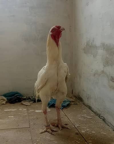 heera Aseel Qandhari