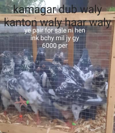 laalpari bachy read add first