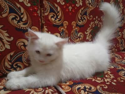 parsian kitten
