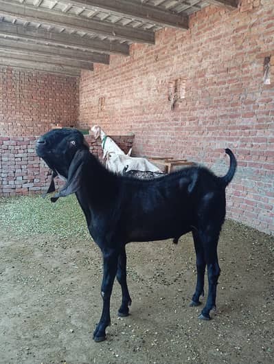 nagra breeder  Bakra bital nasal ka ha