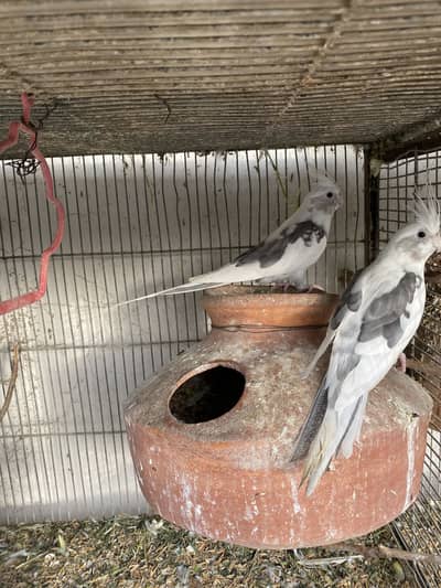 Khubsoorat Pied Cockatiel Pair for Sale - White Grey Mutation