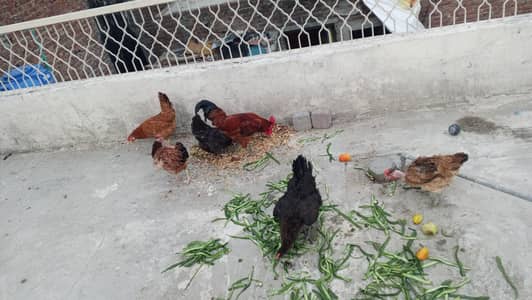 Desi hens + 2 roasters