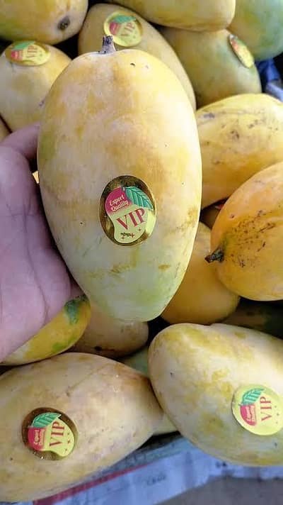 export quality mangoes available