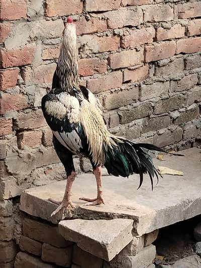 aseel jawa breed
