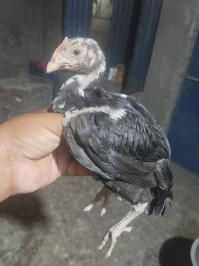 aseel chicks