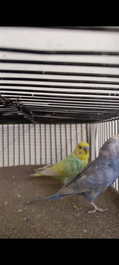 Rainbow working pair
