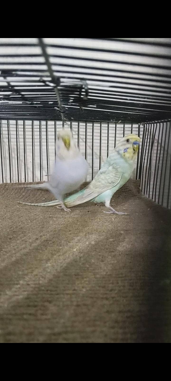 Rainbow working pair 1