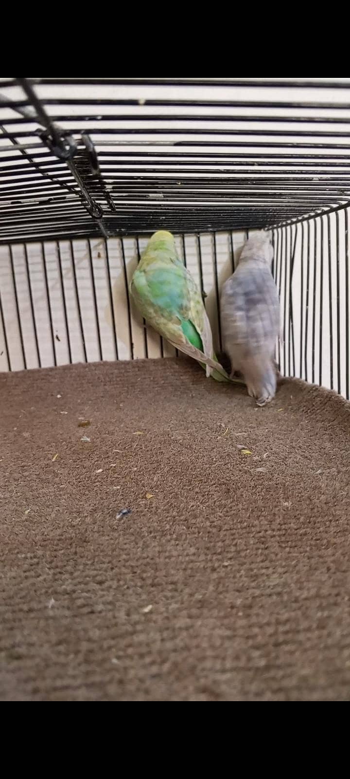 Rainbow working pair 2
