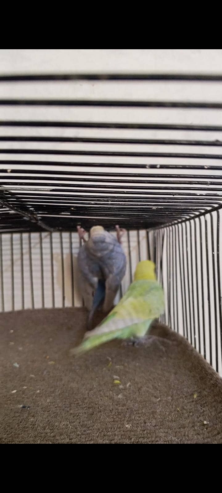 Rainbow working pair 3