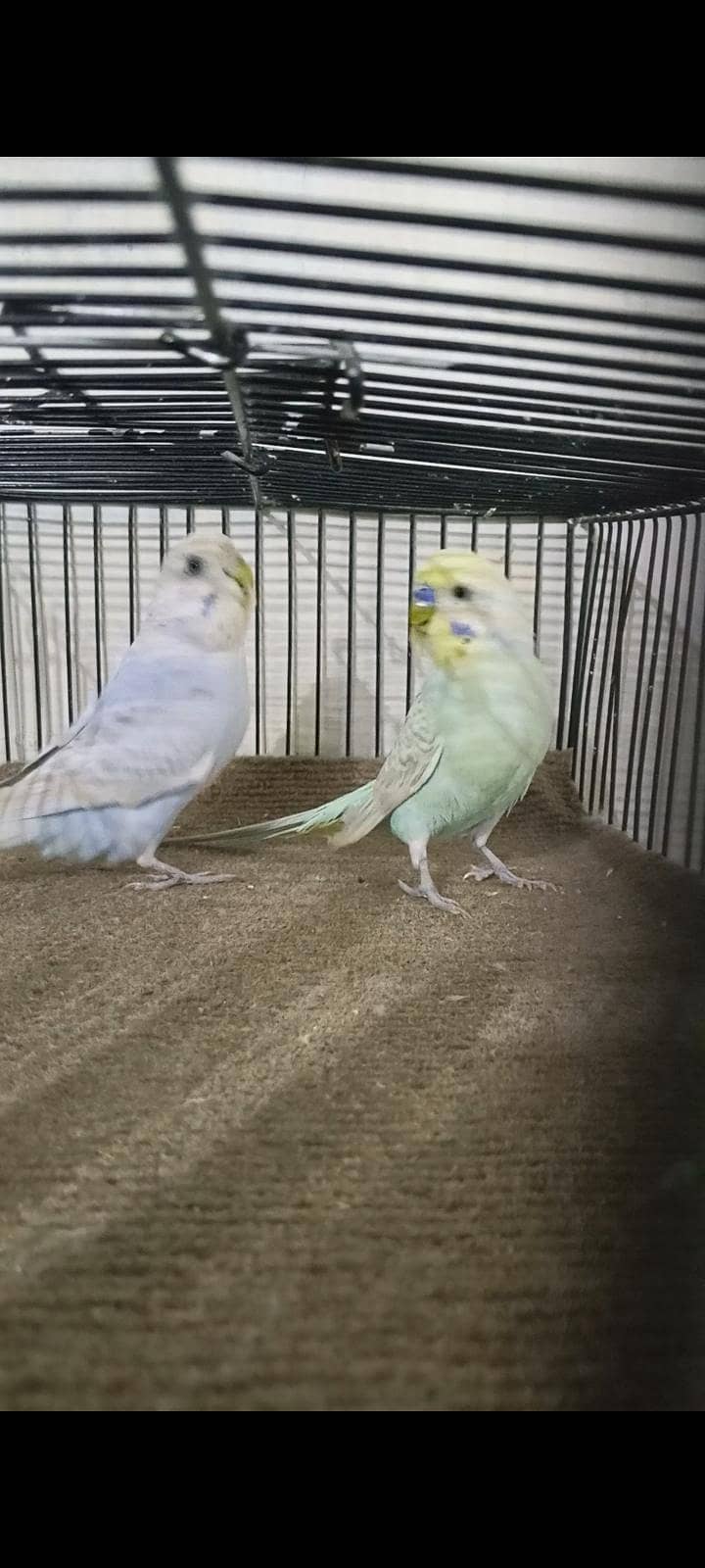 Rainbow working pair 4