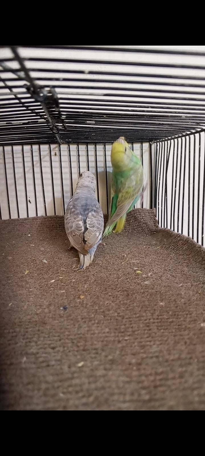 Rainbow working pair 5