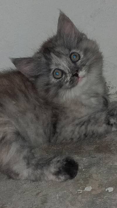 Highly adorable  healthy and active,on self feed
