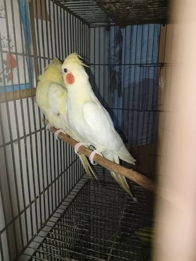 Cocktail Parrot Urgent sale