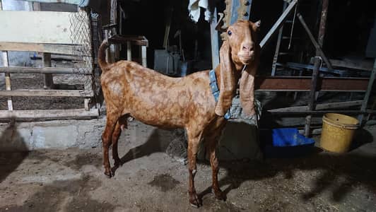 sindhi nasal female bakri