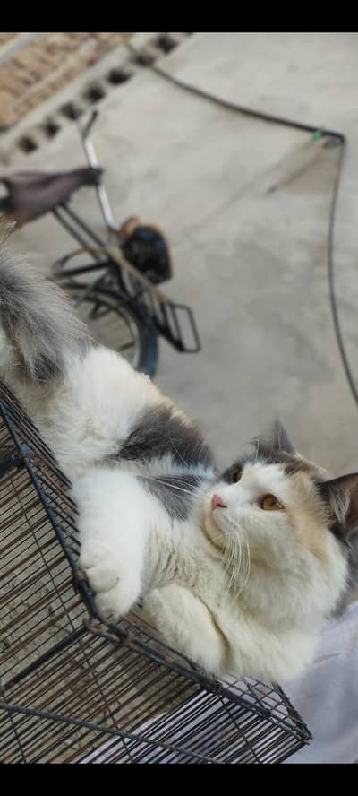 Double coat female
