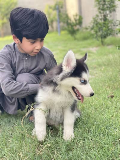Siberian Husky puppy