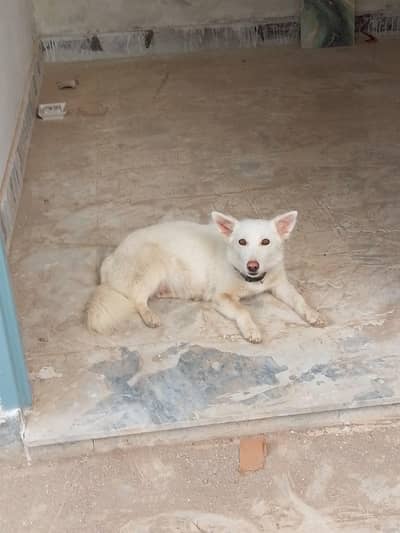 Russian Puppies for Sale