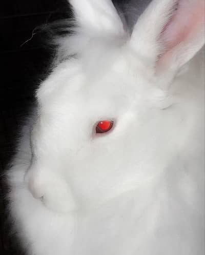 RABBITS FOR SELL