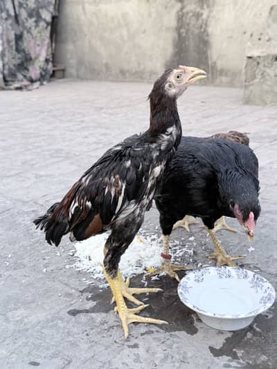 Aseel hen