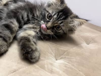 Persian cat
