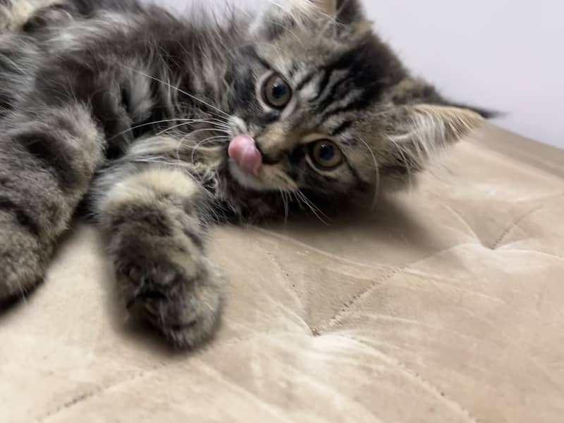 Persian cat 0