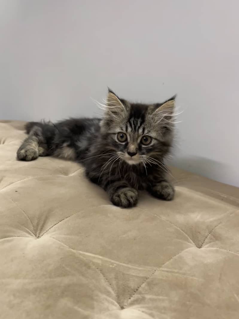 Persian cat 1
