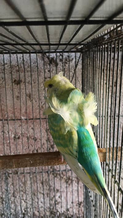 Spangle Hagoromo For Sale-Double flower 3,500 Single Flower 2,500