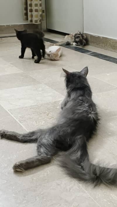 5 semi Persian kittens and their 2 year old persian mom
